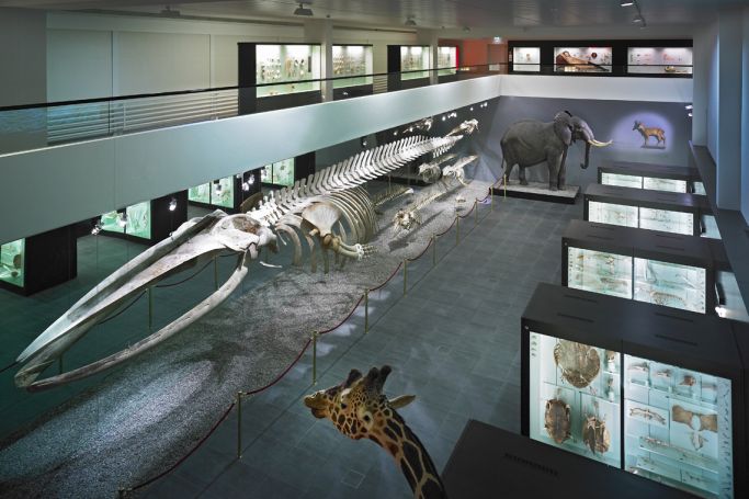 Naturhistorisches Museum Bern Naturhistorisches Museum Bern
