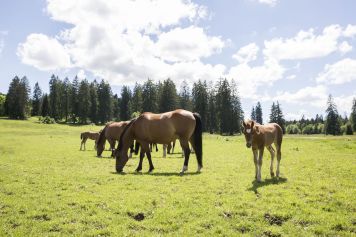 In der Heimat der Freiberger Pferde im Parc du Doubs