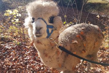 Unterwegs mit den Alpakas Floh und Falk