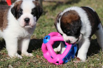 Die süssen Bernhardiner-Welpen erwarten Sie im Barryland