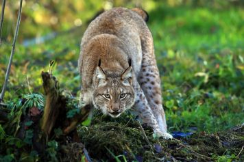Die kleine Stadt-Oase: der Tierpark Lange Erlen