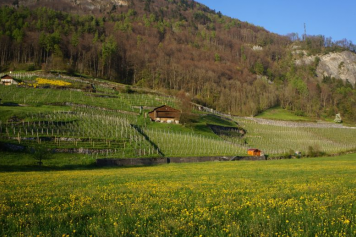 Auf dem Weinbauweg zwischen Mels und Sargans die Reben erleben