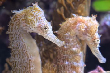 Filmfestival rund um die Natur im Museum zu Allerheiligen Schaffhausen vom 11. bis 13. März 2022