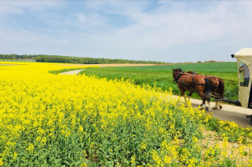 Aussergewöhnliches Fondueerlebnis im Pferdewagen in der Ajoie