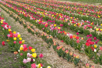 Ernten Sie Beeren, frisches Gemüse oder Salate in Schiffenen
