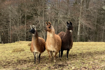 Auf Kamel und Lama durch das Ober-Baselbiet