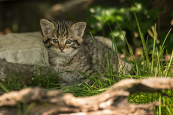 Drei kleine, süsse Wildkatzen toben jetzt durch den Dählhölzli-Zoo