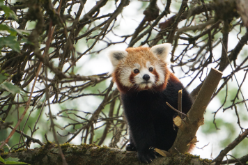 Neue Anlage für Kleine Pandas und Zwergotter eröffnet