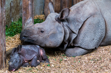 Das zweite Panzernashornbaby in diesem Jahr erblickt  im Zoo Basel das Licht der Welt