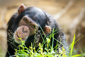 Erleben Sie 100 verschiedene Tierarten im Walter Zoo