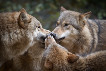 Drei Mongolische Wölfe aus dem Zoo Zürich beziehen ein neues Zuhause im Tierpark Biel