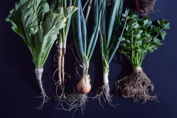 Entdecken Sie Wurzelgemüse im Scheinwerferlicht! Vom 14. bis 24. September 2023 im Alimentarium in Vevey