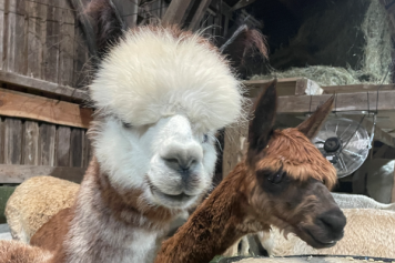 Lernen Sie das Wesen  der Lamas und Alpakas bei verschiedenen Aktivitäten kennen