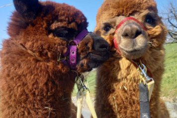 Geniessen Sie eine entschleunigende Auszeit mit einem Alpaka-Spaziergang in der Zentralschweiz. Natur, Tiere und Genuss vereint!
