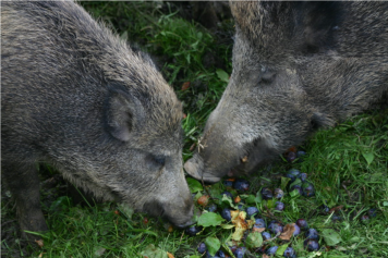 Eine kurze Wanderung ab St.Gallen führt durch den Wildpark Peter und Paul und den Bruggwald – mit Blick auf Hirsche, Luchse & Co