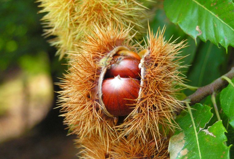 Frucht_der_Edelkastanie.jpg Frucht_der_Edelkastanie.jpg