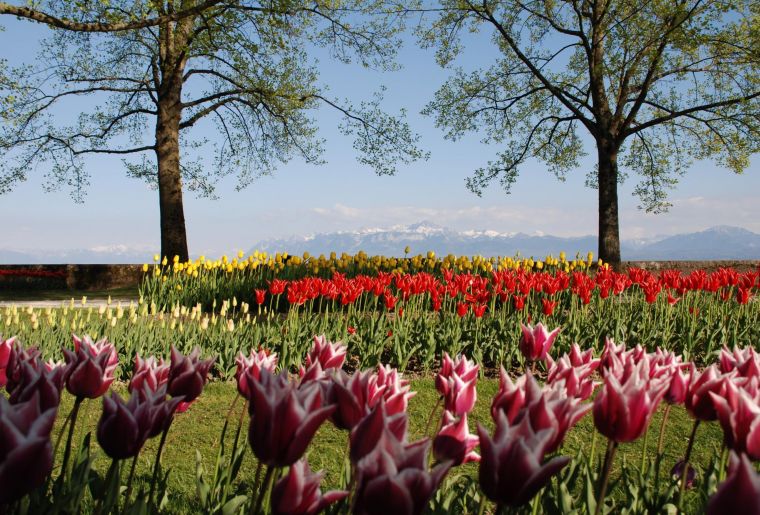 Tulpenfest Morges.jpg Tulpenfest Morges.jpg