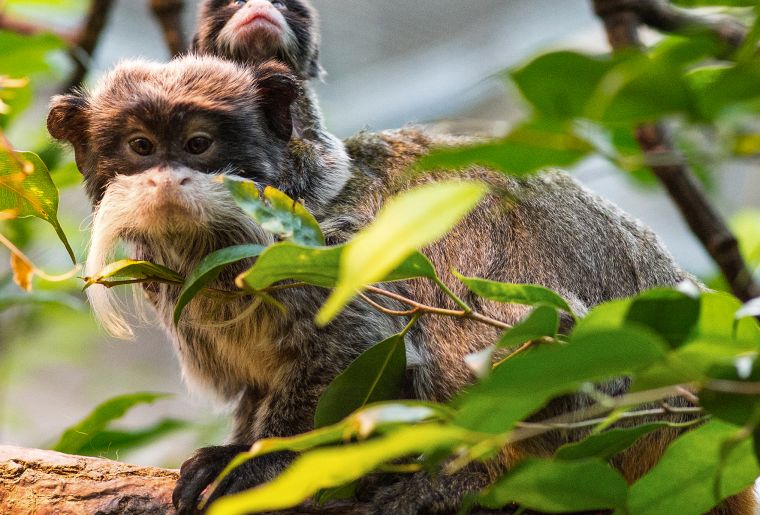 Grosselterntag_Kaiserschnurrbart Tamarin NZ 2017 Foto RANDOD4S_2082_bearbeitet.jpg Grosselterntag_Kaiserschnurrbart Tamarin NZ 2017 Foto RANDOD4S_2082_bearbeitet.jpg