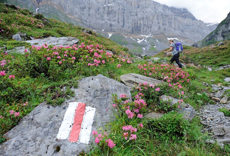10. Etappe_glarner_wanderwege_ALPIN_Alpenrosen_mit_Roetidolomit_Fridolinshuette_MAY3630_KLEIN.jpg 10. Etappe_glarner_wanderwege_ALPIN_Alpenrosen_mit_Roetidolomit_Fridolinshuette_MAY3630_KLEIN.jpg