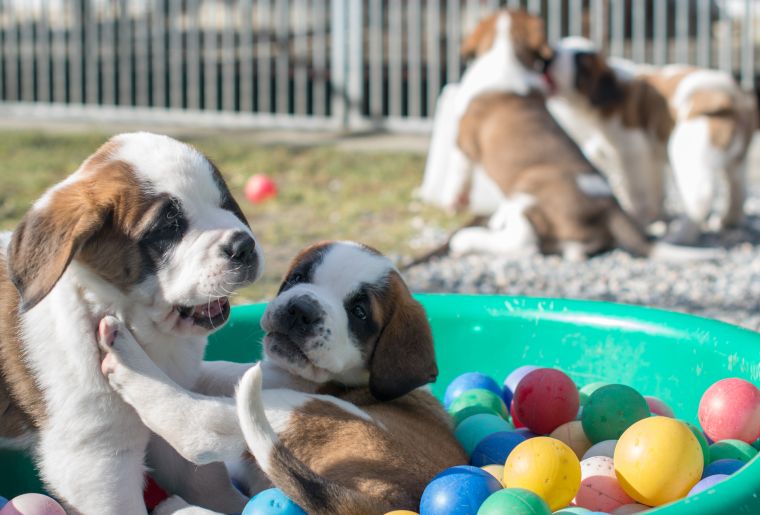 Welpen_c-Fondation Barry.jpg