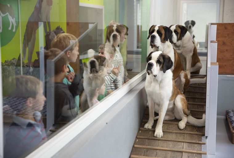 Barryland_Hunde_c-Massimo Pedrazzini.jpg